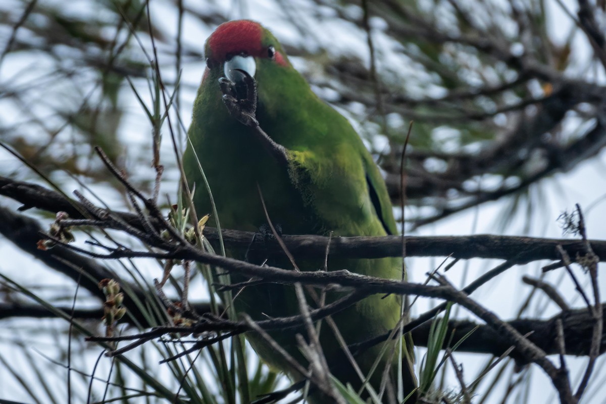 Red-crowned Parakeet - Dan Harville
