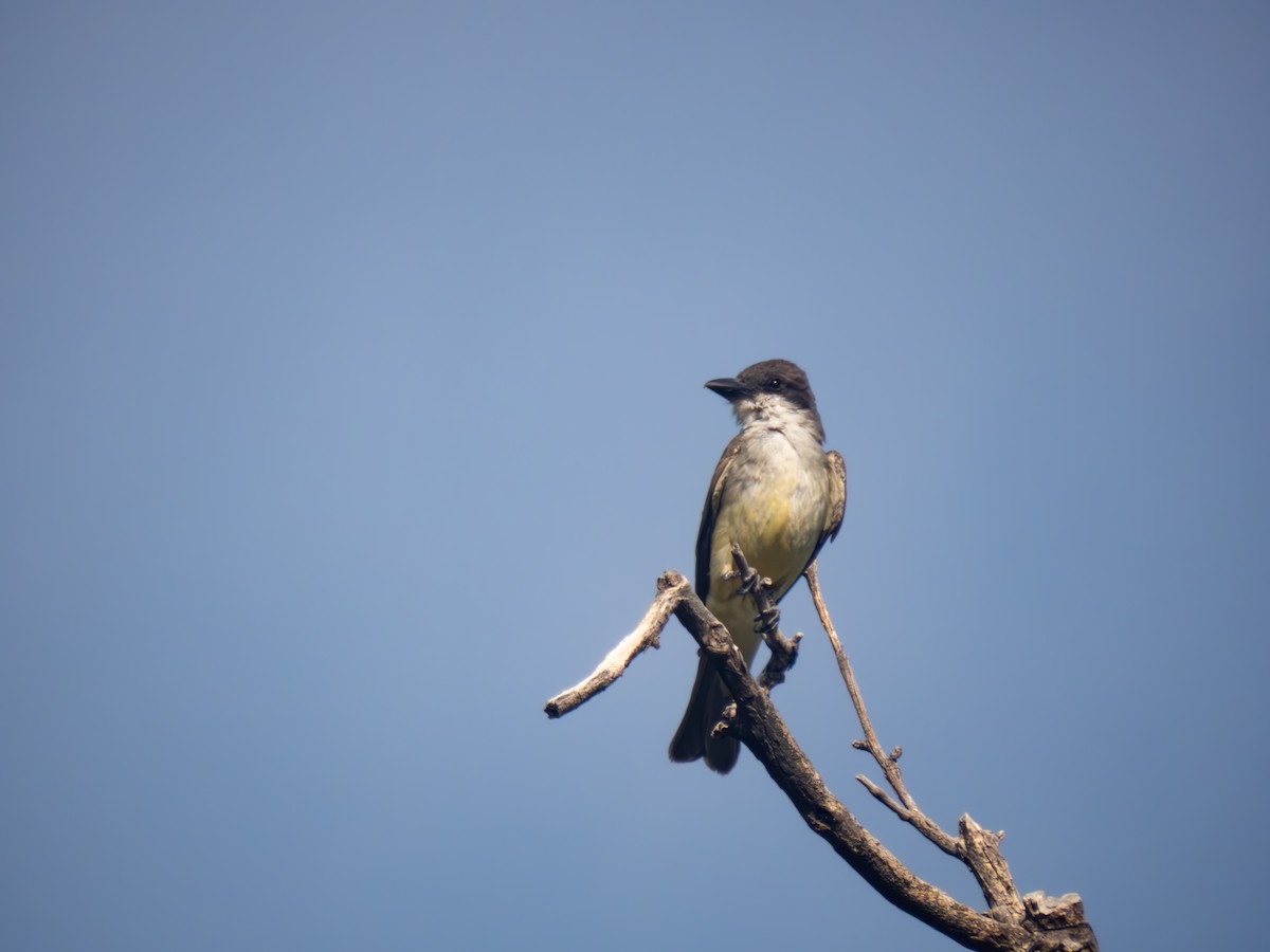 Thick-billed Kingbird - Trevor Leitz