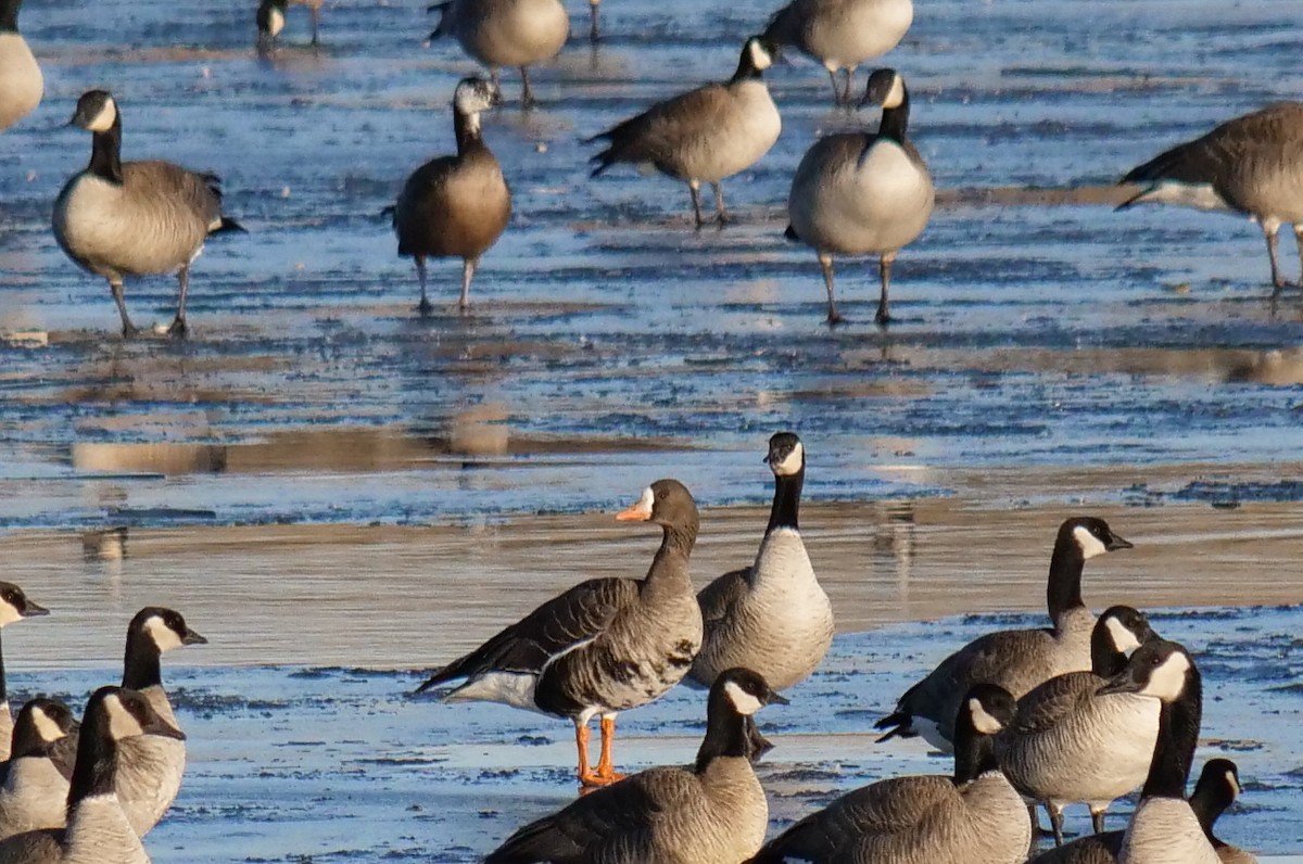 Greater White-fronted Goose - ML612563594