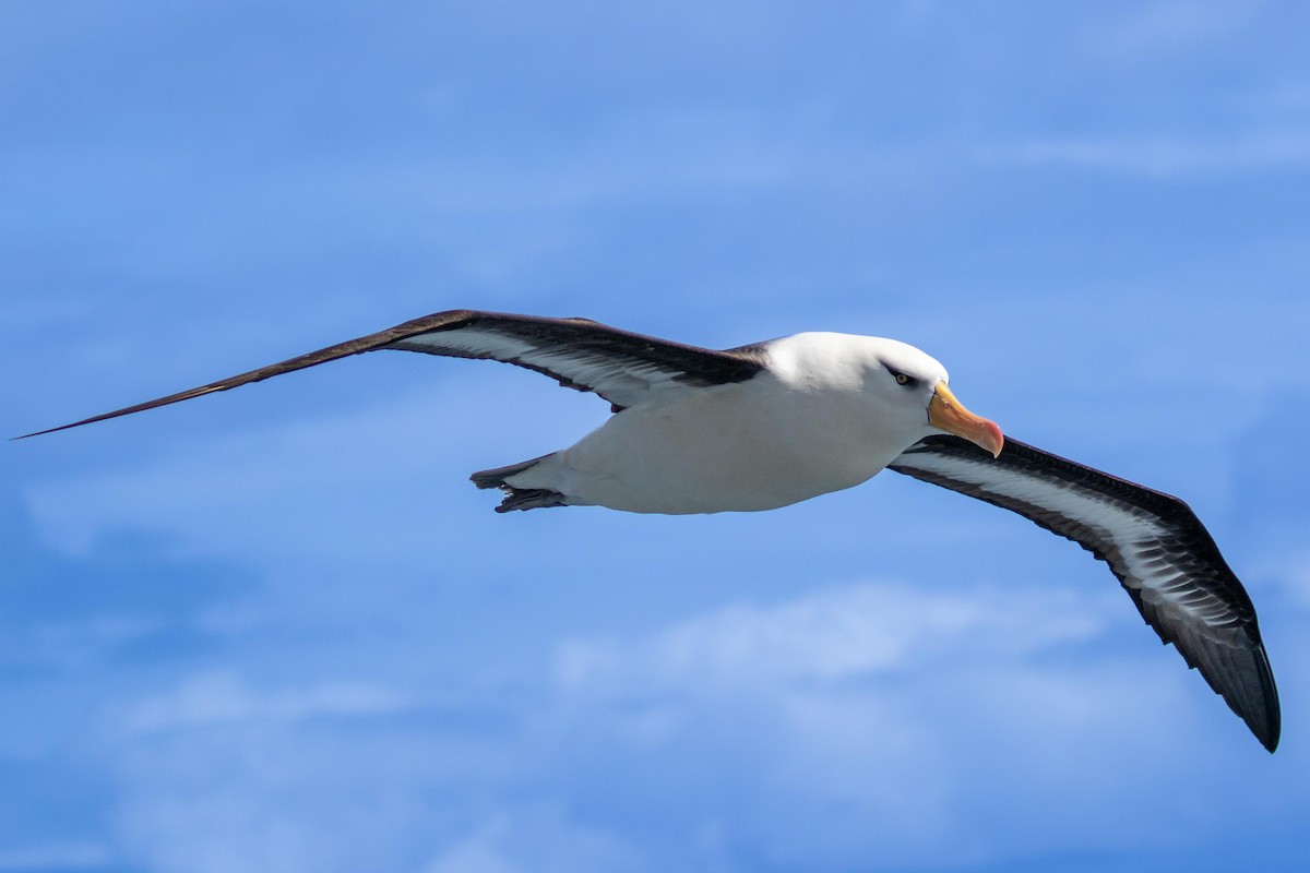 Black-browed Albatross (Campbell) - Dan Harville