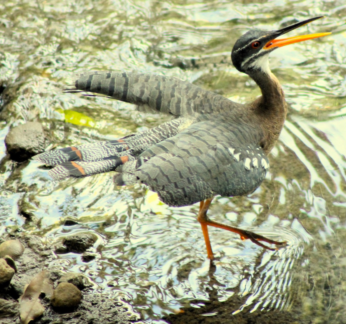 Sunbittern - ML612563651