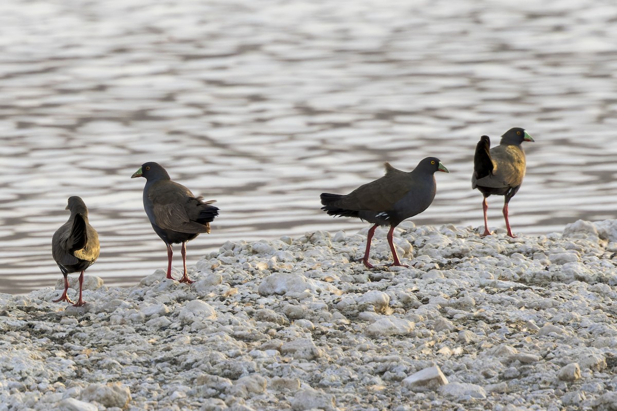 Black-tailed Nativehen - ML612563689