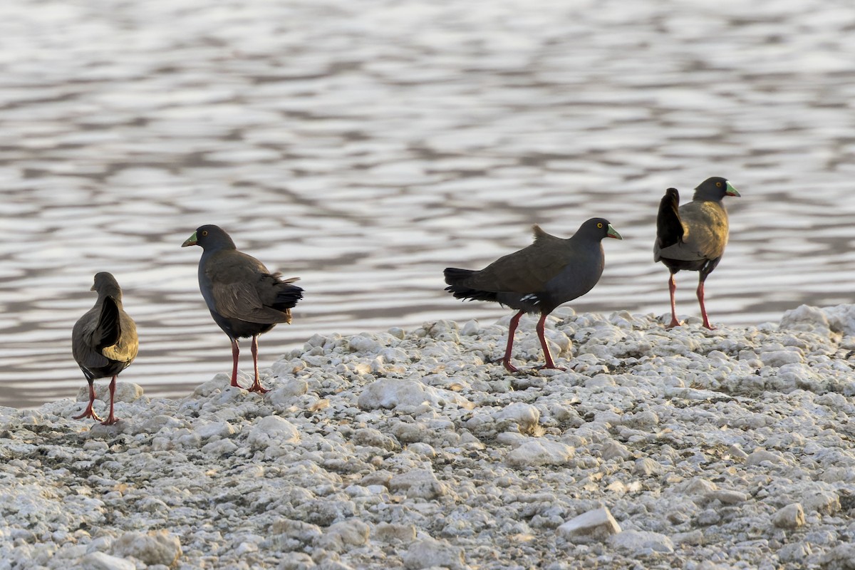 Black-tailed Nativehen - Dana Cameron