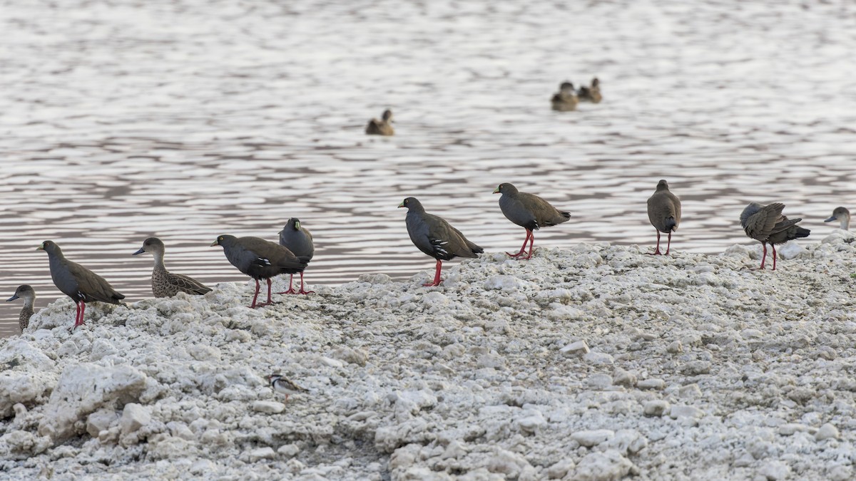 Black-tailed Nativehen - ML612563690
