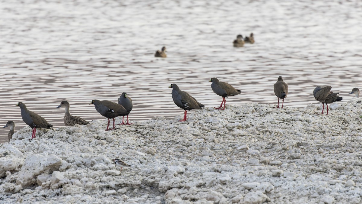 Black-tailed Nativehen - Dana Cameron