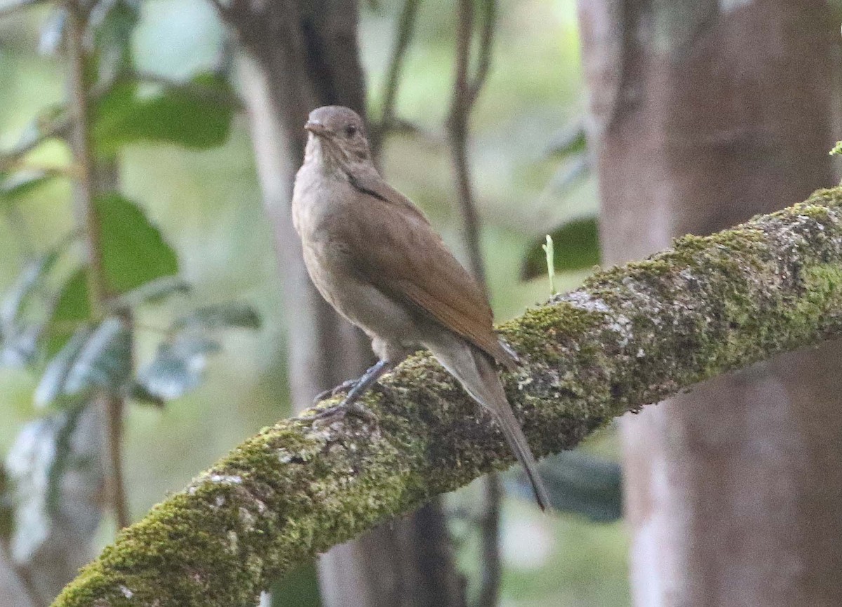 blekbrysttrost - ML612563744