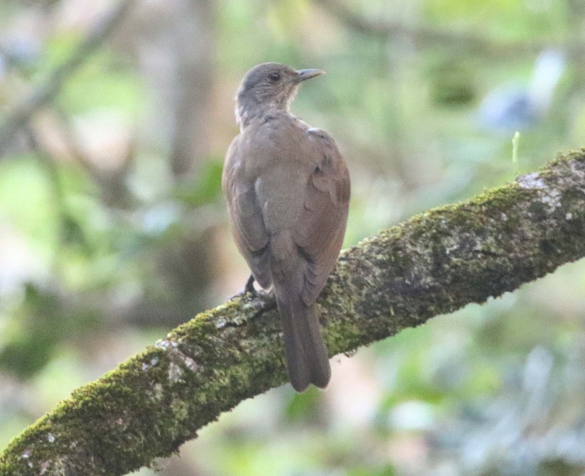 blekbrysttrost - ML612563745