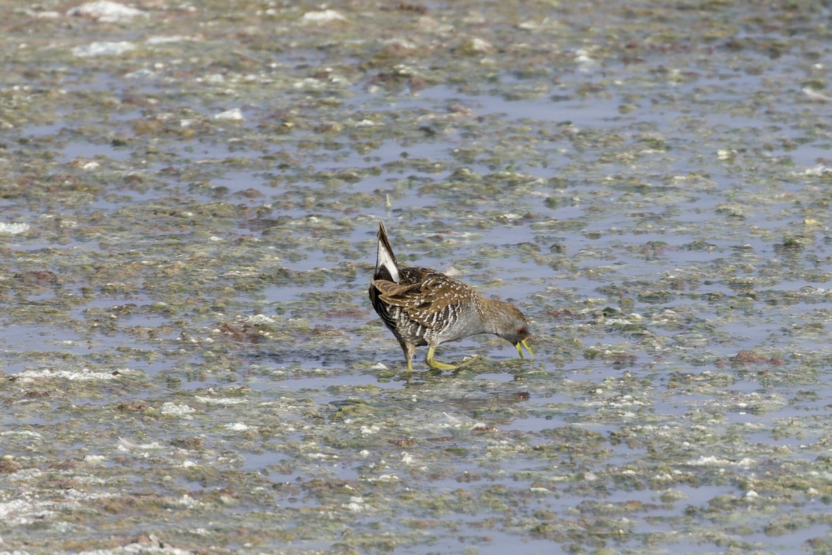 Australian Crake - ML612563776