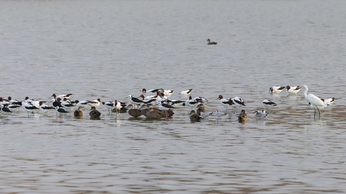 Avocette d'Australie - ML612563782