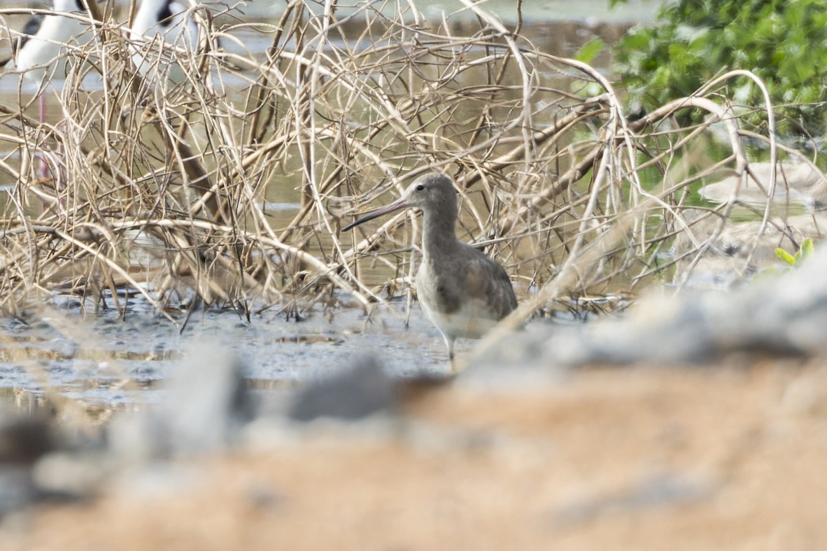 Black-tailed Godwit - Dana Cameron