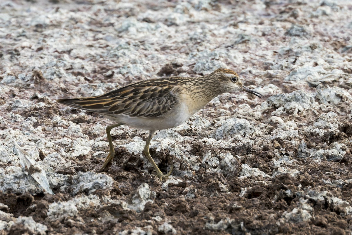 Sharp-tailed Sandpiper - ML612563815