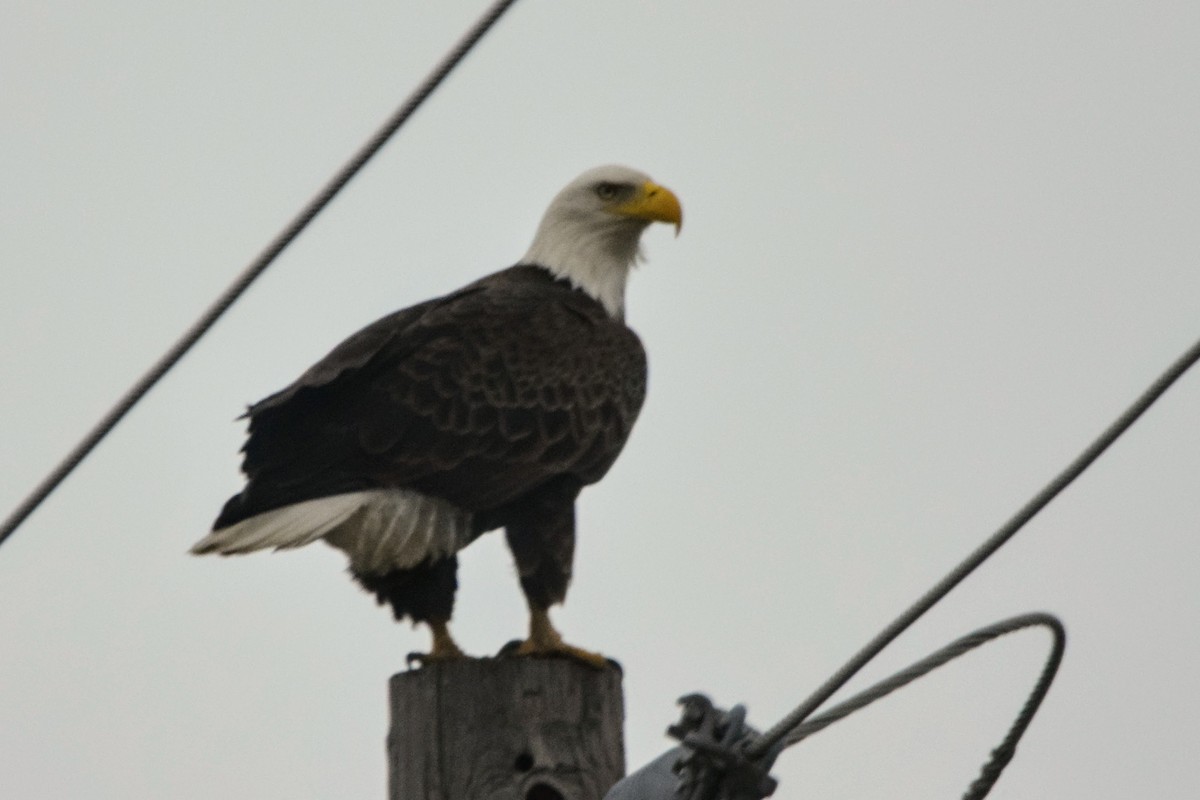 Bald Eagle - ML612563822