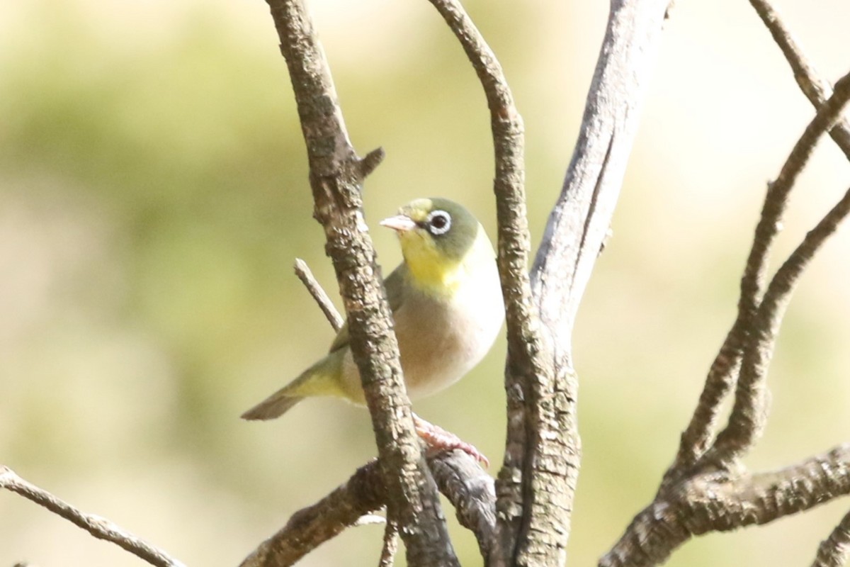 Abyssinian White-eye - ML612563855