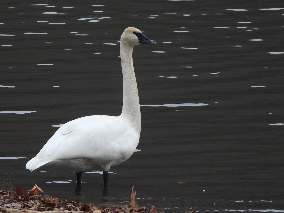 Trumpeter Swan - ML612563879