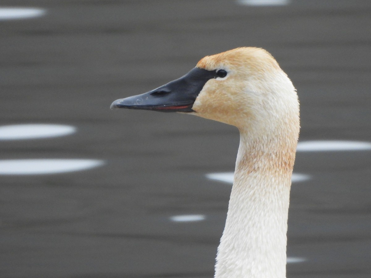 Trumpeter Swan - ML612563880