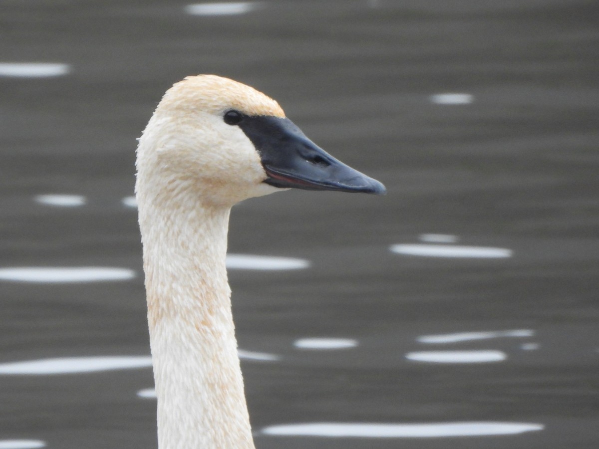 Trumpeter Swan - ML612563881