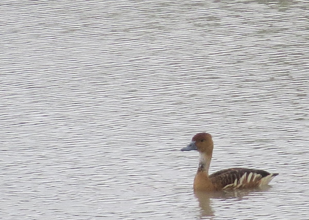 Fulvous Whistling-Duck - ML612563999