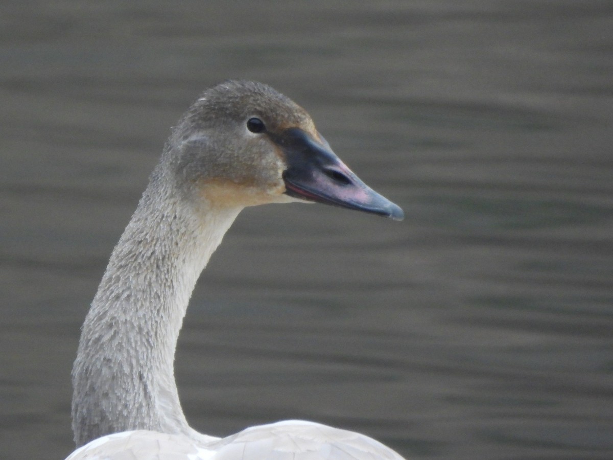 Trumpeter Swan - Mike Epler