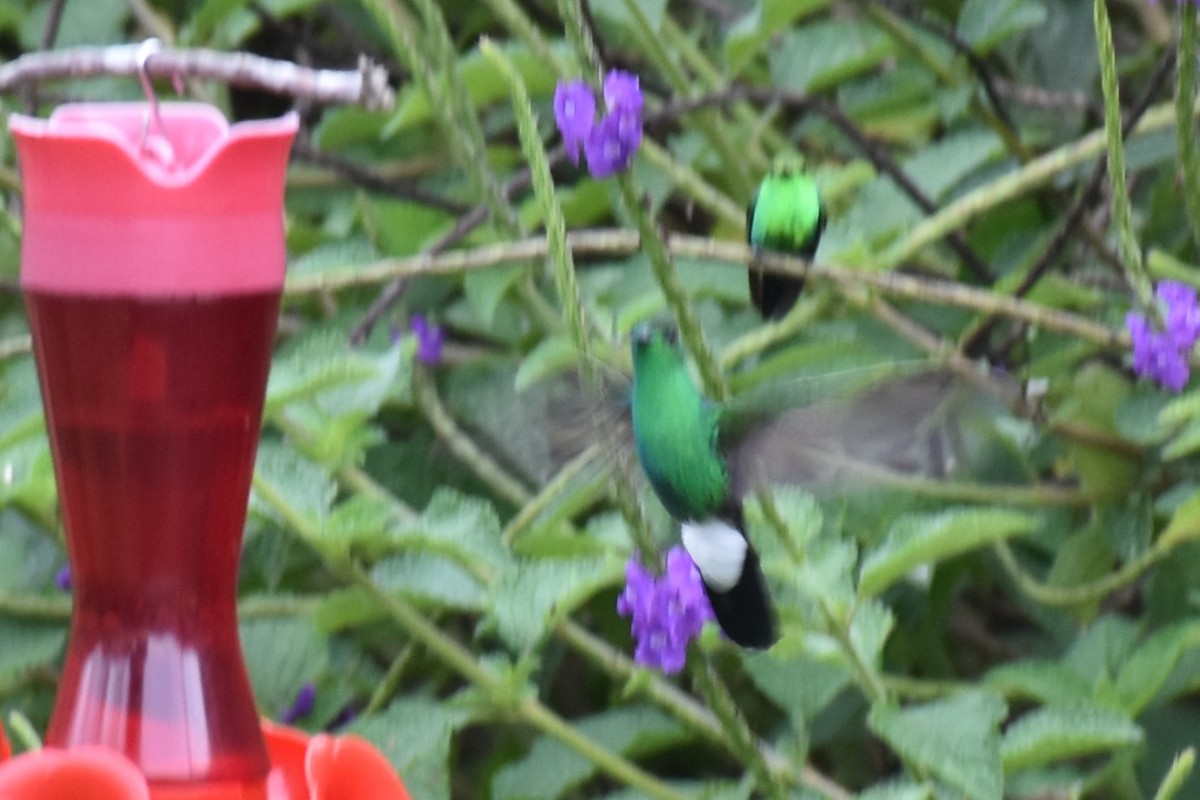 kolibřík bělořitý - ML612564043