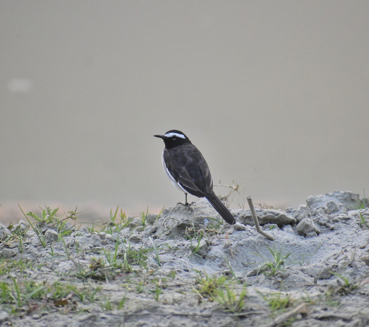 White-browed Wagtail - ML612564136