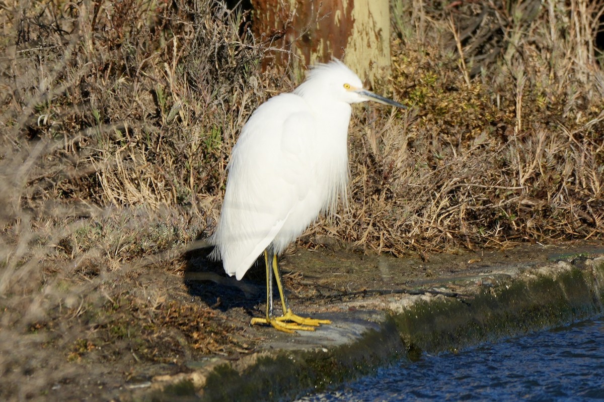 Snowy Egret - ML612564165