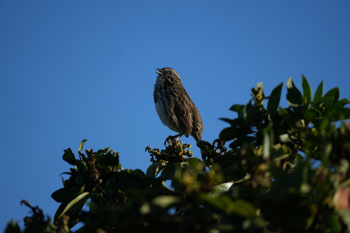 Song Sparrow - ML612564185