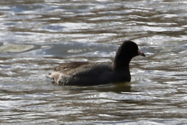 American Coot - ML612564248