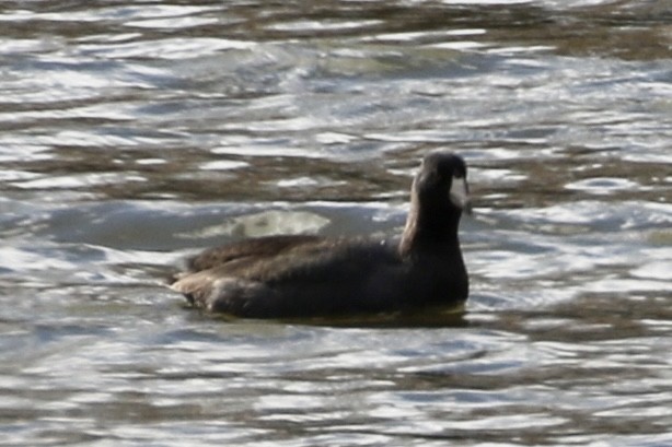 American Coot - ML612564250