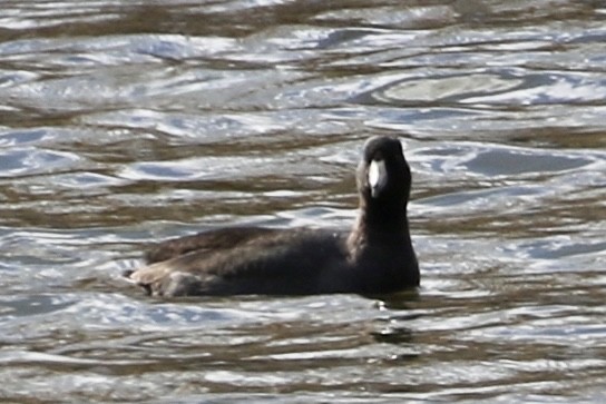 American Coot - ML612564251