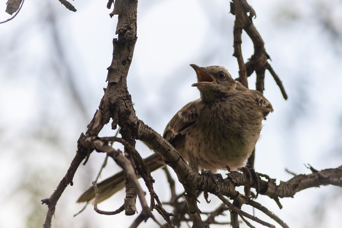 Chilean Mockingbird - Ariel Cabrera Foix