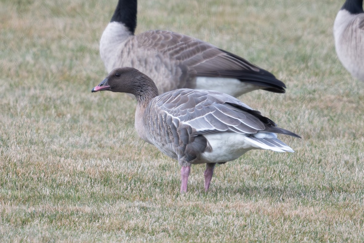 Pink-footed Goose - ML612564269