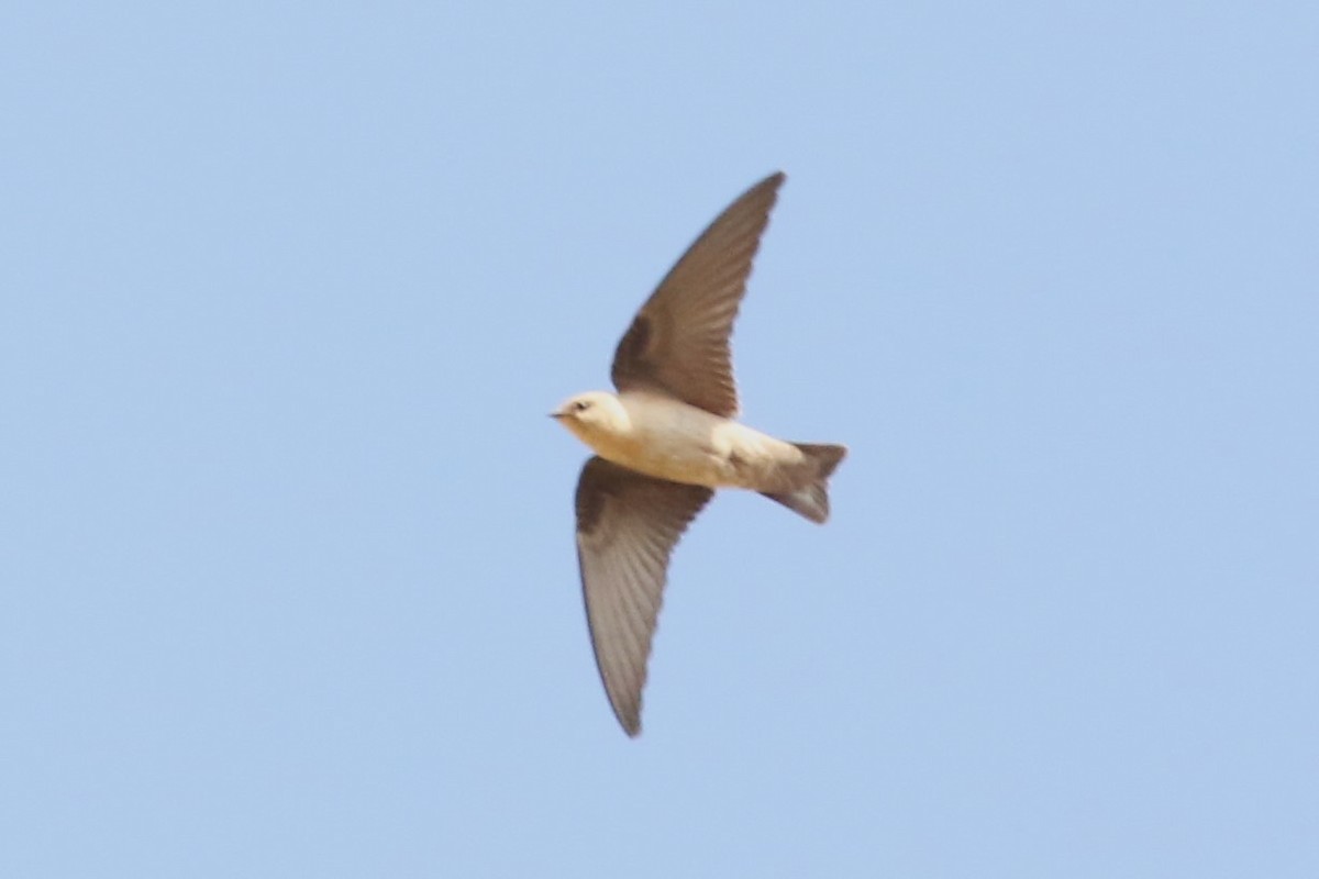 Pale Crag-Martin - ML612564276