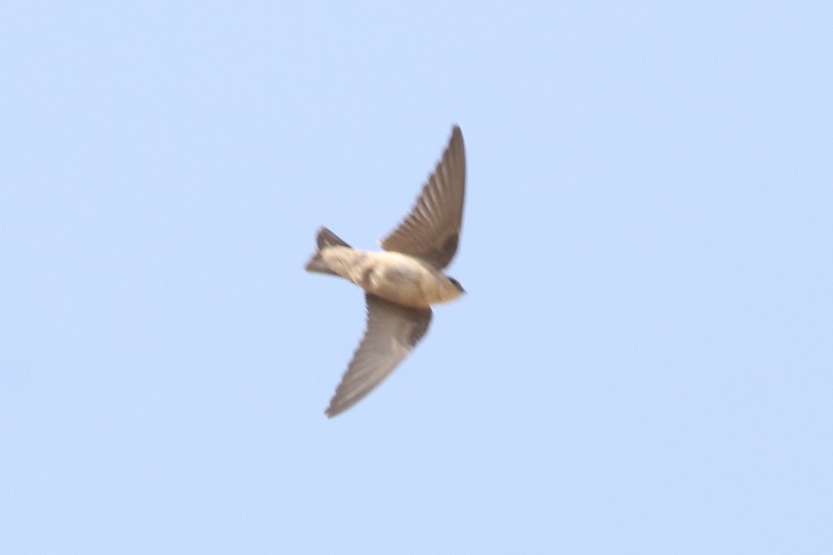 Pale Crag-Martin - ML612564287