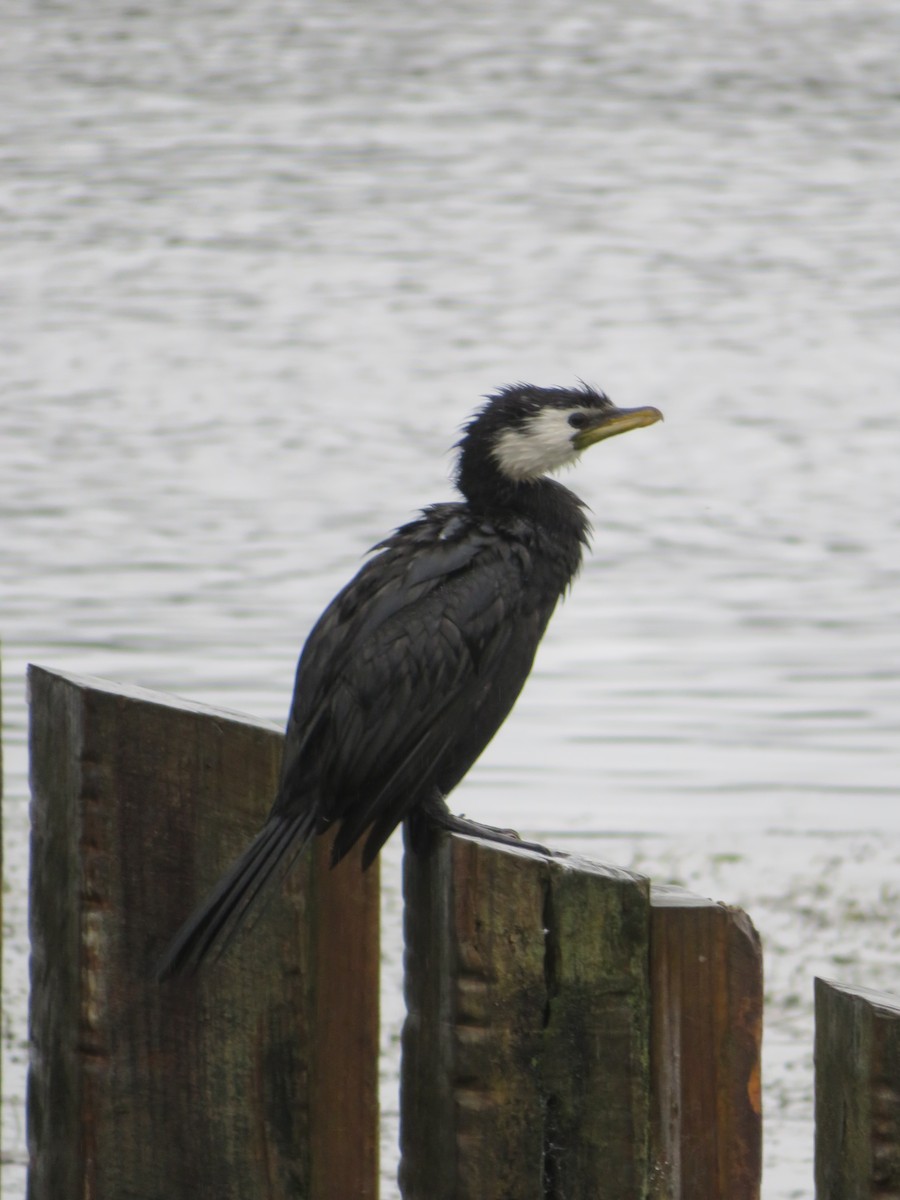 Little Pied Cormorant - ML612564335