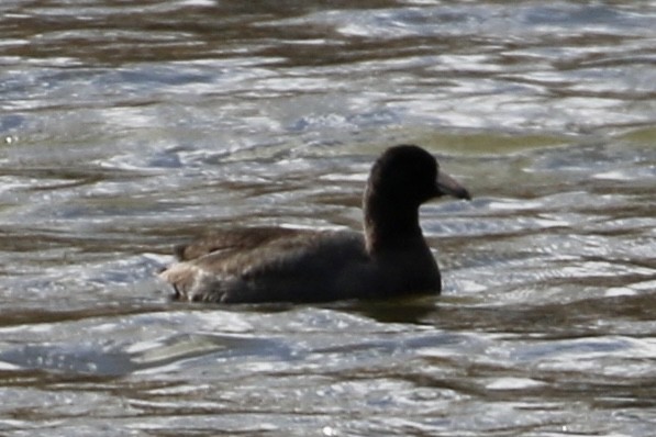 American Coot - ML612564345