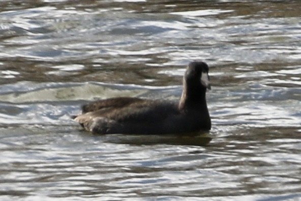 American Coot - ML612564346