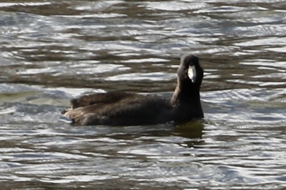 American Coot - ML612564347