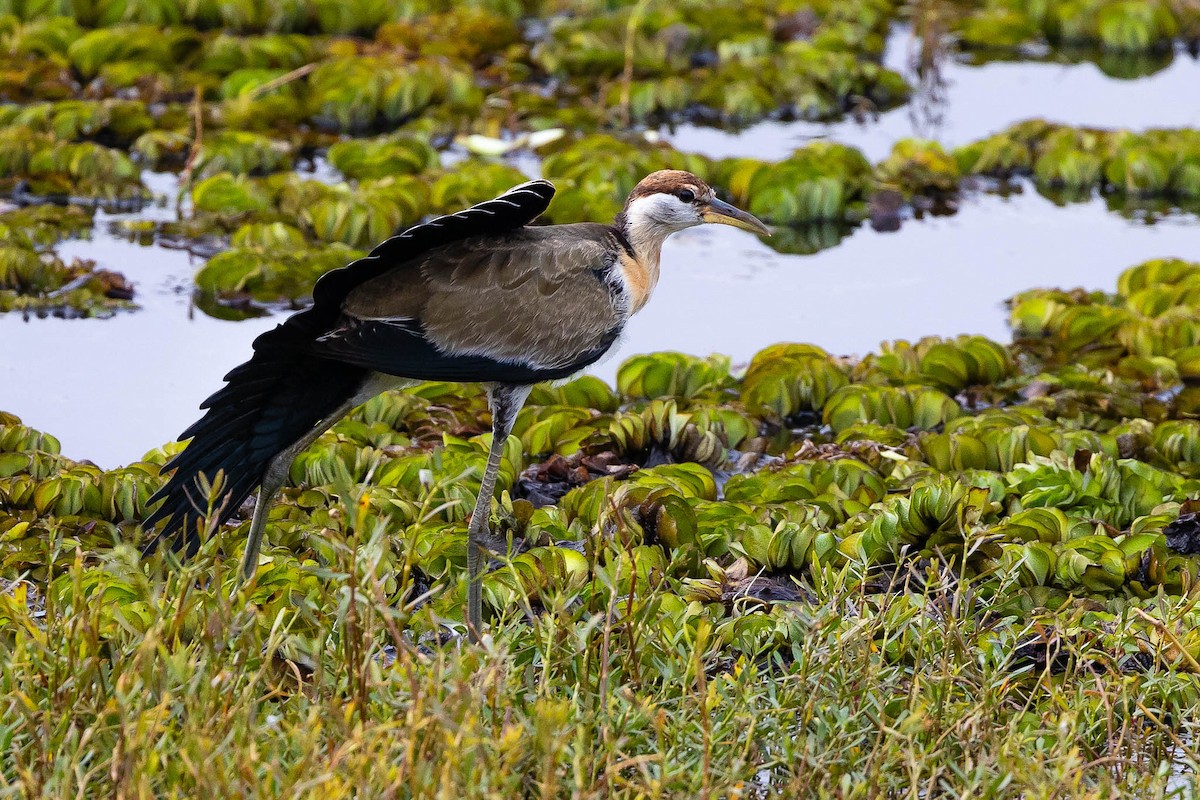 Pheasant-tailed Jacana - ML612564380