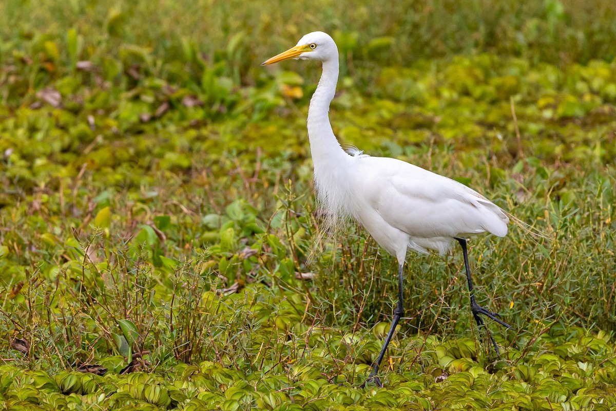 Medium Egret - ML612564382