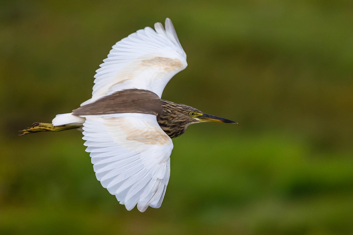 Indian Pond-Heron - ML612564391