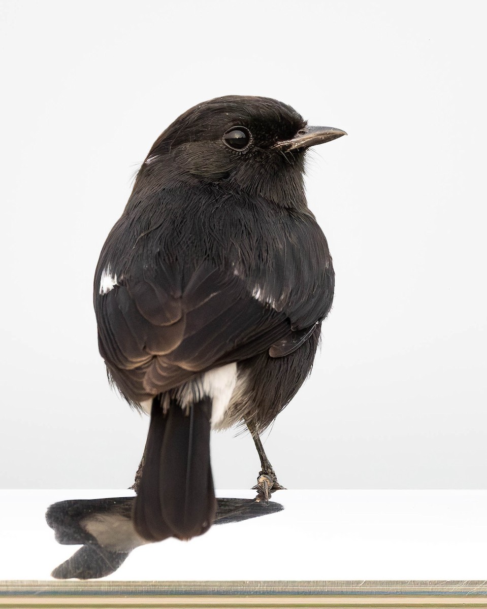 Pied Bushchat - ML612564400