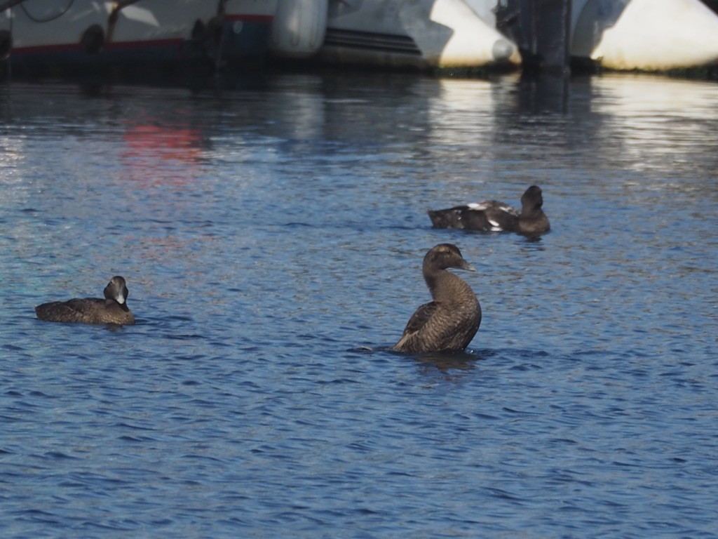 Common Eider - ML612564443