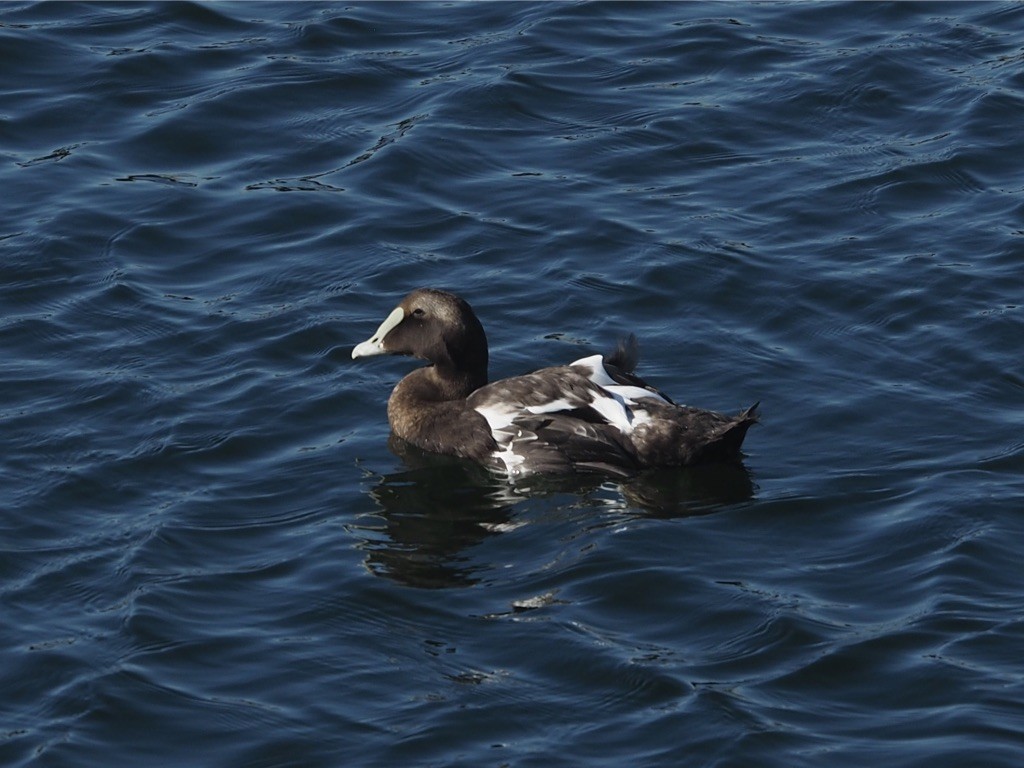 Common Eider - ML612564444