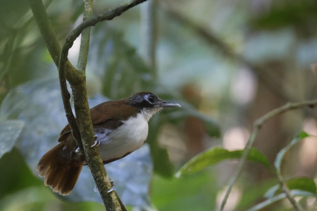 Bicolored Antbird - ML612564499