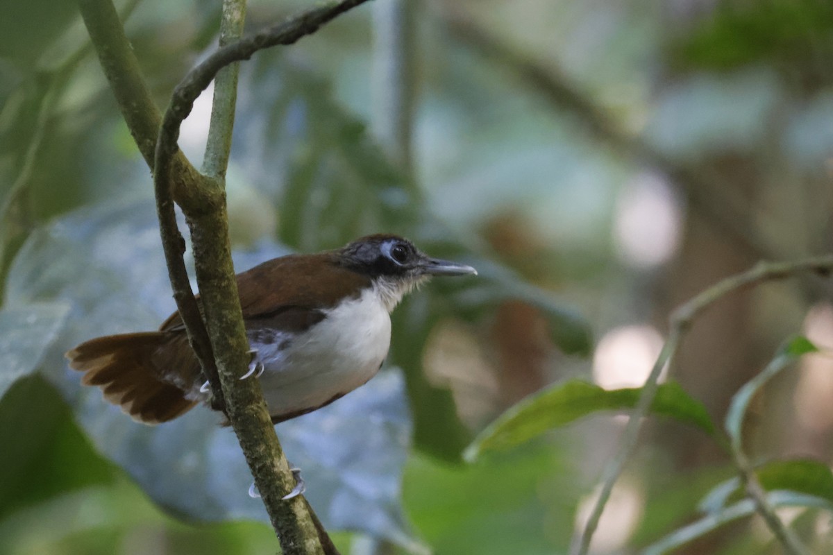 Bicolored Antbird - ML612564500