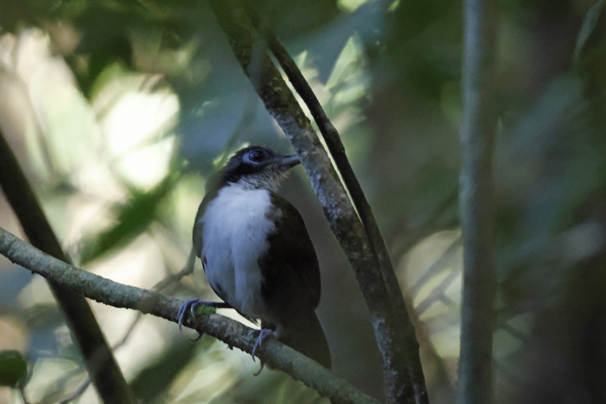 Bicolored Antbird - ML612564501