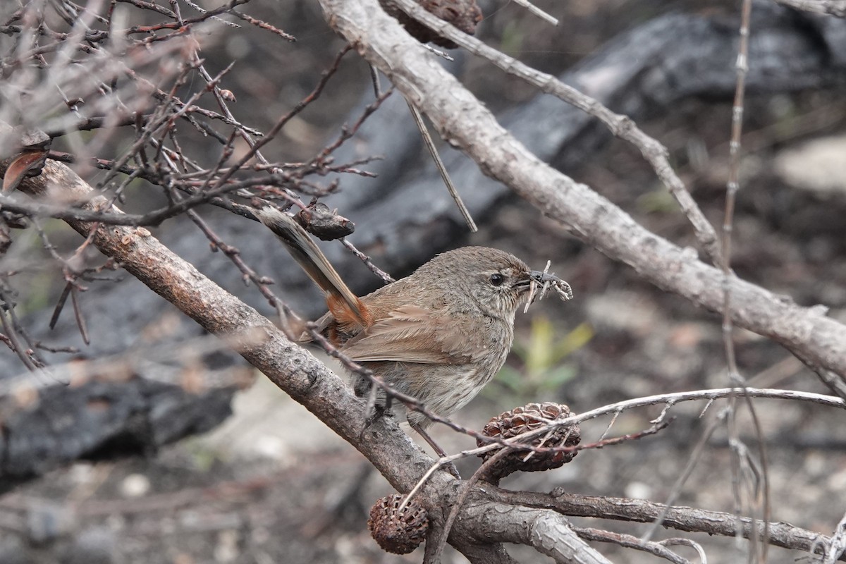 Chestnut-rumped Heathwren - ML612564531