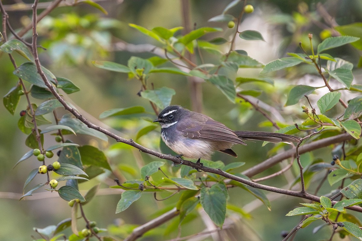 Spot-breasted Fantail - Honza Grünwald