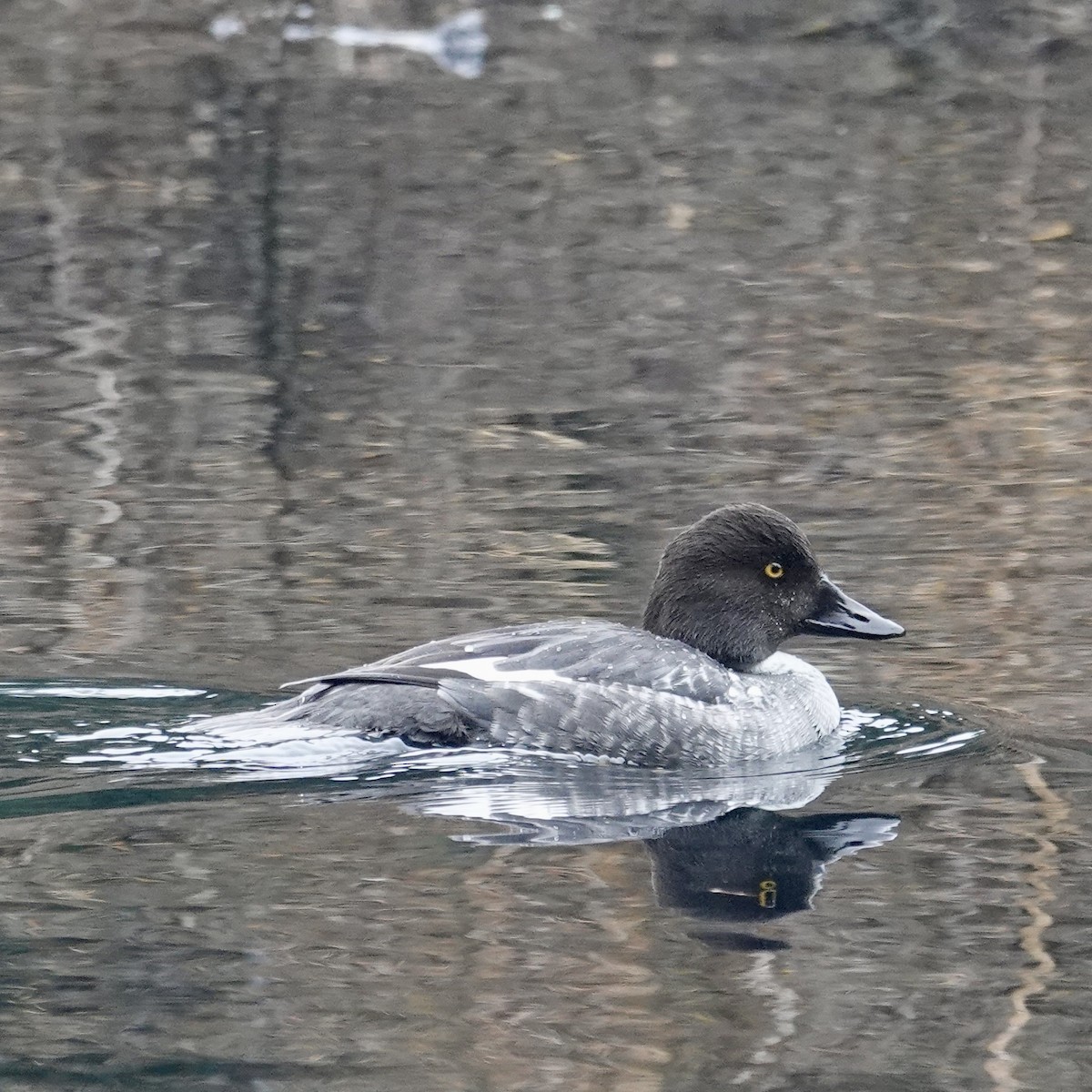 Common Goldeneye - Anne Sammis & Eric Gropp