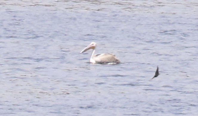 pelikán bílý - ML612564659